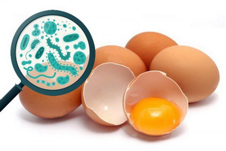 vi khuẩn salmonella gây bệnh đường ruột vi khuẩn salmonella gây bệnh đường ruột